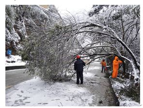 冬季大雪对园林苗木的伤害
