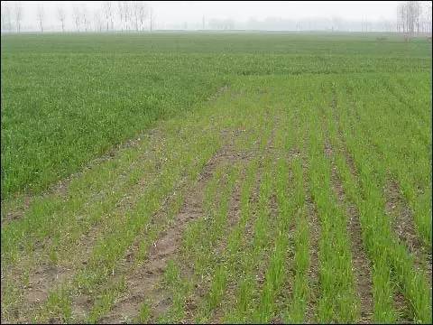 玉米田里的葎草难题