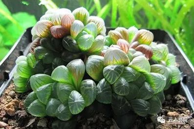 玉露种子种植攻略，轻松养出爆品花卉！