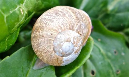 菜地里的蜗牛防治之道