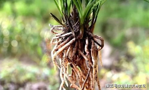 白三叶草黏土种植，土壤改良