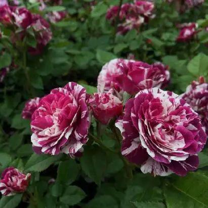 花开如天使，花期有多长呢？