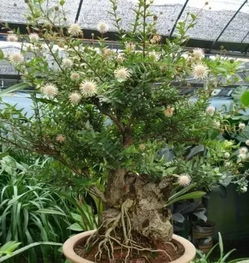 施肥与水分管理的具体细节