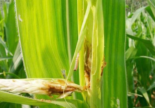 防治玉米叶螨的药效试验