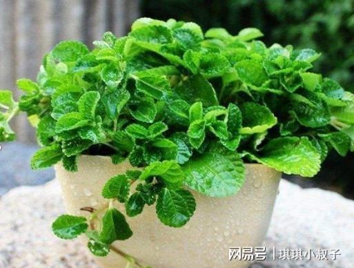 薄荷怎么养才能爆盆？超简单的家庭养护方法