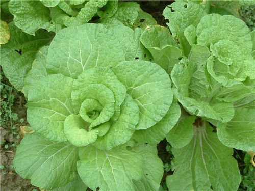 棕树花的食用方法