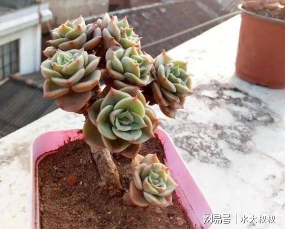 多肉植物换盆时需要注意哪些细节和技巧