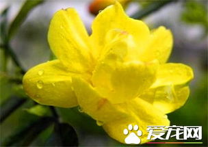 迎春花的花期是多长呢？