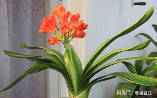 君子兰养护需注意光照、水分、温度等