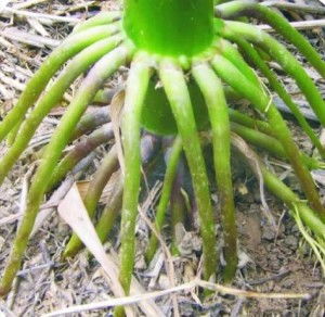 坡地保土种草指南：根系发达抗冲刷的品种推荐