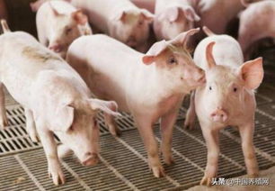 生猪免疫，每周一次