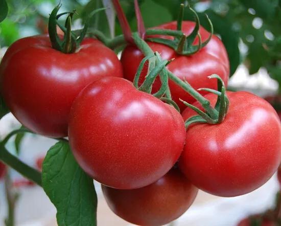 番茄产量最大化？