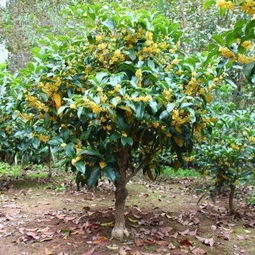 种子与生命的启示