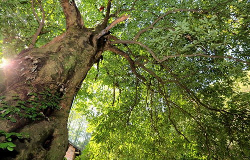 庭院里的名贵树木选择
