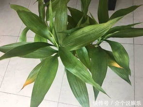 水养富贵竹黄杆揭秘：水质、光照、养分三大关键！