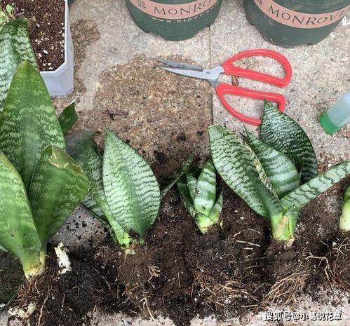 移盆后虎皮兰浇多菌灵，植物生长会怎样？