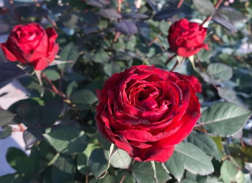 月季品种hen多， 不管是灌木，藤本，还是微月总有那么一些经典的月季品种