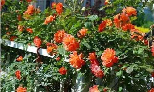 经典品种推荐：选对才嫩美得刚刚好