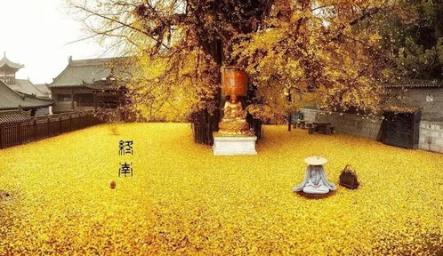 西安银杏树最多的地方是哪里？这几个地方美爆了