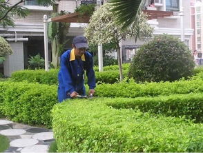 北方冬季绿化为何总枯黄？