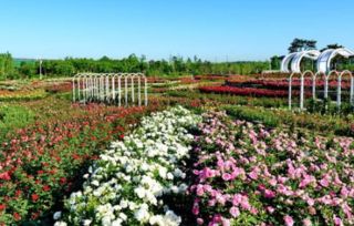 北京植物园月季园， 历史与美的交汇