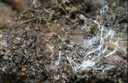 金银花烂根，是因土壤积水、根系缺氧导致的根部病害