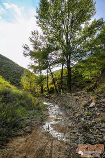 山地种草的挑战