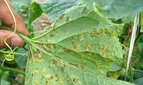 乙磷铝的妙用与局限