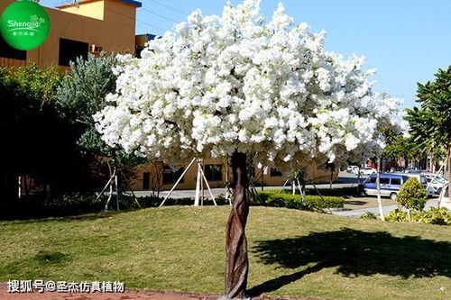 云杉是哪种针叶树？园林景观中不可或缺的绿色元素吗