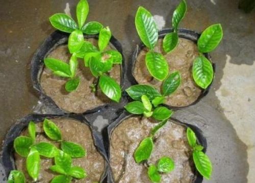 土壤和温度的魔法