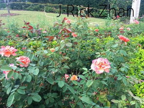 庭院生活，从种植月季开始