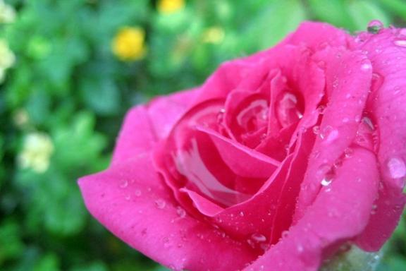 如何科学养护玫瑰花延长花期与观赏时间？