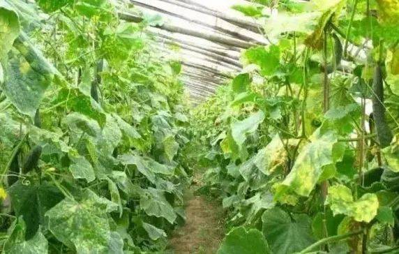 二、 夏天蔬菜，清凉解暑是关键