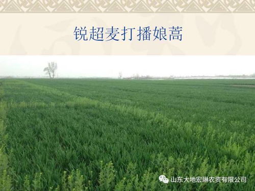 小麦田打除草剂的Zui佳时间揭秘