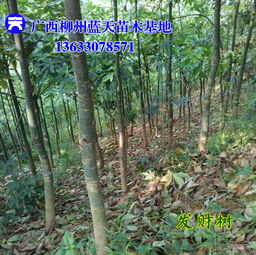 视频教学， 发财树苗修剪与施肥技巧