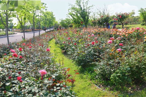我的月季花园里的明星——圣彼得公园月季