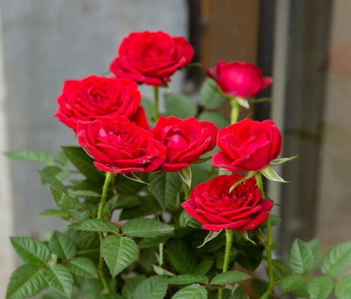 玫瑰花无根养护技巧