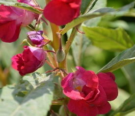 修剪整形，让凤仙花梗美丽