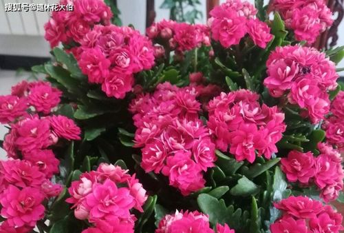 为什么总养不活？揭秘失败原因