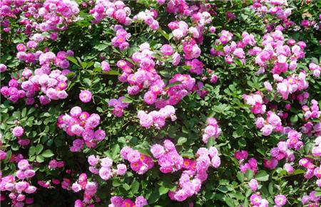 蔷薇幼苗浇水的重要性