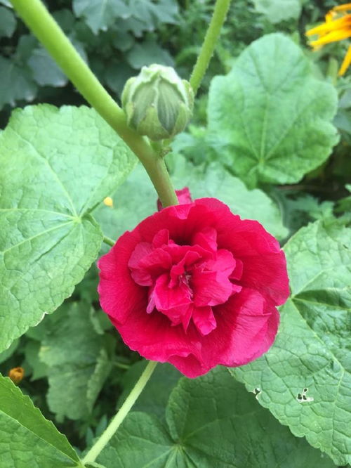 秋天种植，花儿飘香