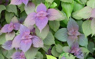 紫苏的生长期及开花特点