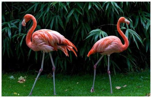 香椿火烈鸟种植指南：如何在家培育珍稀火烈鸟？