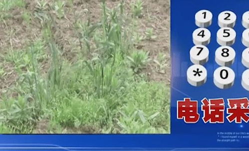 先来聊聊农药的学问