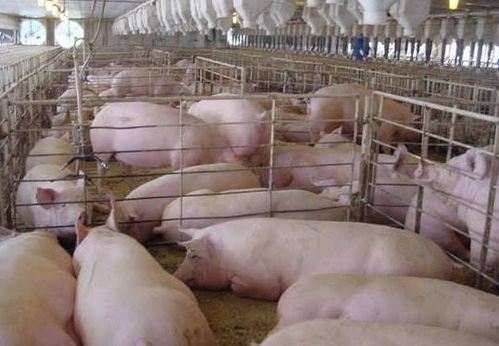 猪场育肥猪健康管理关键技术