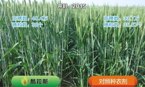 小麦拌种新利器， 效果惊人