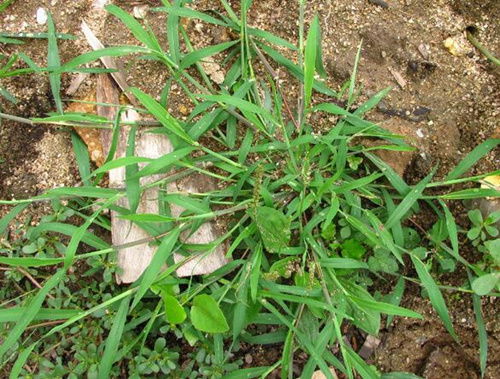 扑草净：杂草与虫害的克星