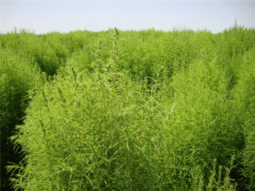 北方地区嫩种植地肤草吗？