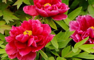 春季不宜扦插， 夏季秋季是宝