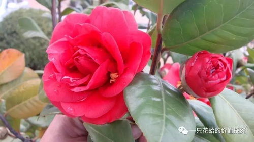 茶花修剪后如何巧妙拆分